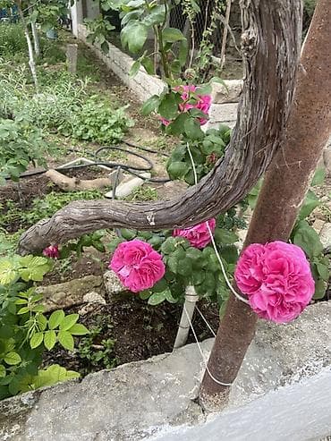 jasmin gulu: Güllü dekorativ – parlaq çəhrayı, iri və çoxqatlı, ətirli qızıl gül — 2