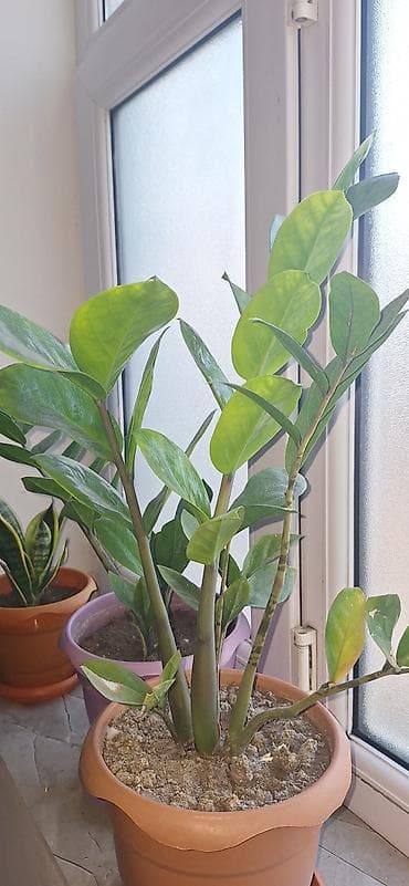 Zamioculcas zamiifolia (ZZ bitkisi) – dekorativ ev bitkisi - Parlaq