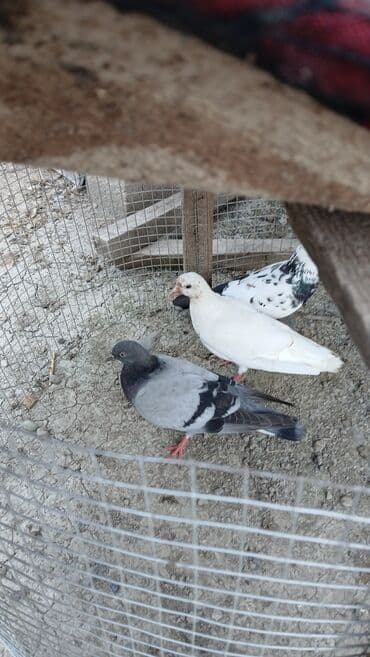 arpa bugda: Məhsul: Ev göyərçinləri (bir neçə fərqli rəngdə və naxışda) Təsvir: - — 2