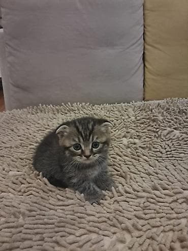 itler pikines type 1: Britan — 5