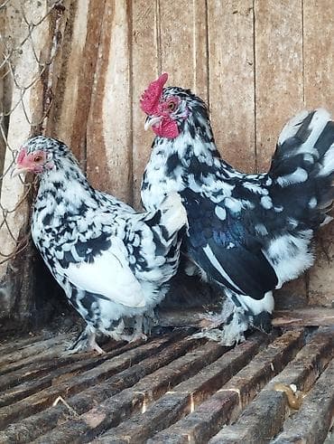 xaski itleri qiymeti: Cütü 50 azn xırda cavan heyvanlardır — 1