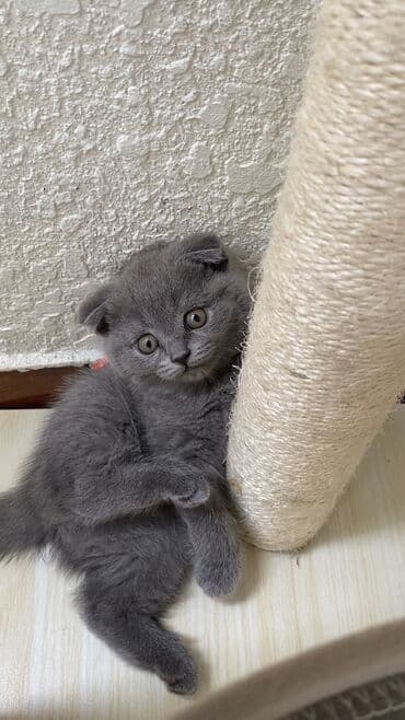 породистые котята даром: Шотландская, Самец, Самка, Самовывоз — 18