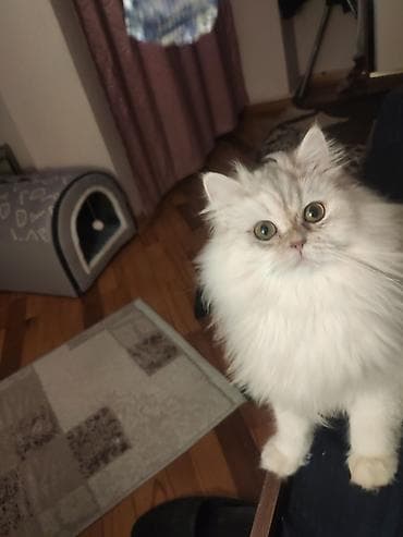 Şinşilla, Dişi, Yaxşı əllərə