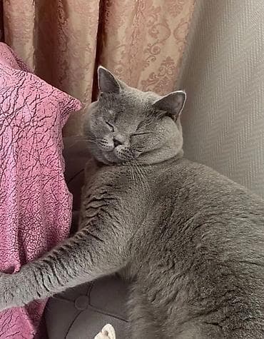 Şotland, Erkək, Yaxşı əllərə, Ödənişli çatdırılma