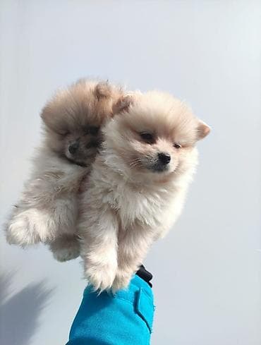 toy poodle qiymetleri: Şpitz, 2 ay, Erkek — 1