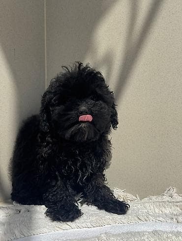 Pudel, 4 ay, Dişi, Peyvəndli, Ödənişli çatdırılma