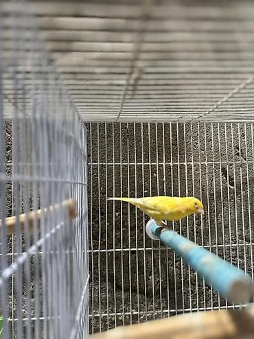 pit bul: Bülbül Kanarya quşları cütdülər erkəy oxuyur qızğın quşlardır kim — 1