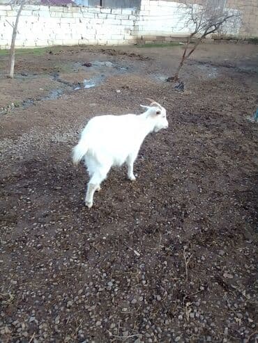 Коровы, быки: Boğazdır dişi sani çəpiş satılır istəyən olsa yazsın video sun atım — 6