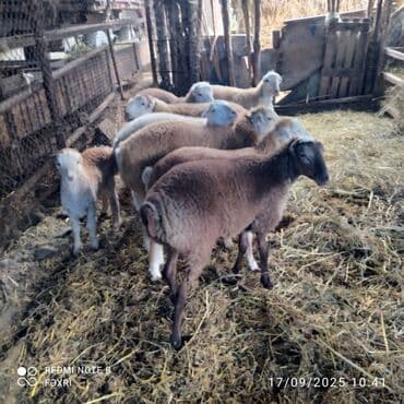 quzu qarni qiymeti: Əmlik quzular diri çəki 10 manat. Böyük quzular 9 manatdan — 6