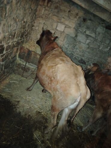 Inəklər, öküzlər: 𝗘𝘁𝗹𝗶𝗸 𝗲𝗹 𝗵𝗲𝘆𝘃𝗮𝗻𝗶𝗱𝗶 — 4