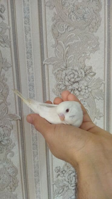 amerika devequsu haqqinda melumat: Sağlam aktiv ve ələ oyreşen erkek balalar. Ünvan Nesimi metrosu — 4