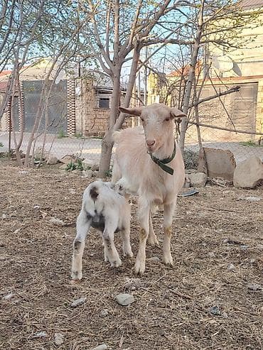 heyvanlar keci: Südçü keçi ana bala ilə birlikdə - Növ: yerli südçü keçi - Tərkib — 5