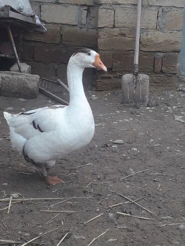 сколько стоит щенок: Tecili kok qaz satilir QIYMETi sonu 45 manat (1ededir) — 1