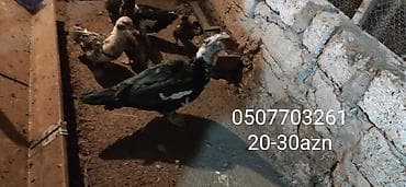 ordek qaz: - Növ: Lal ördək, amerikan sortu - Rənglər: tünd, ağ və qəhvəyi — 2