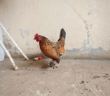 kəkilli toyuq: Toyuq, Damazlıq, Ödənişli çatdırılma — 5