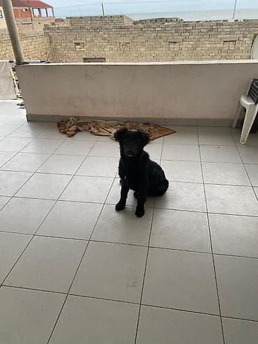 it sahiblenme: 5 ay, Dişi — 8