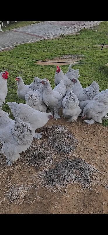 quşlar: Toyuq, Brama, Damazlıq — 3