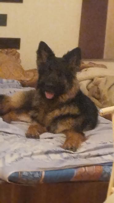 goyercin satisi: Alman çoban iti, 6 ay, Dişi, Peyvəndli, Ödənişli çatdırılma — 3