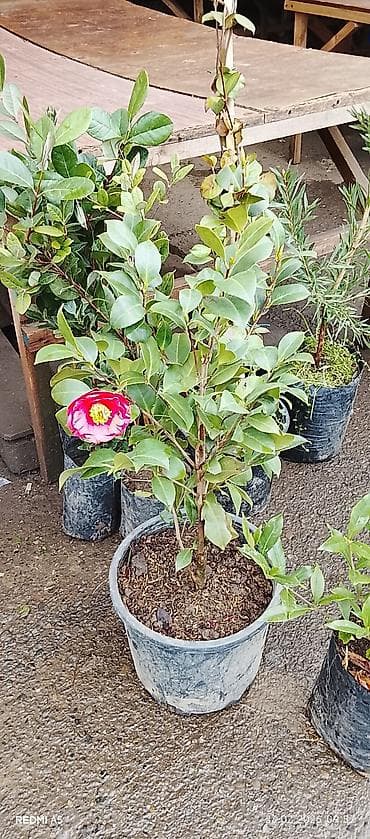 gül və çiçək adları: Bütün Bölgələrə çatdırılma var ətraflı whatsapp la əlaqə saxlayın Bağ — 4