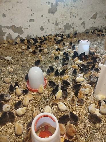 ari ailesi satilir: 4-5 günlük təmiz kənd cücələrimiz satışda. Tam mayalandırılmış, sağlam — 4