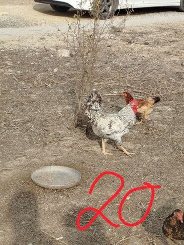 LIFAN: Hər cürə xoruzlar var ustunde qiymətləri var Təsvir: - Şəkillərdə — 4