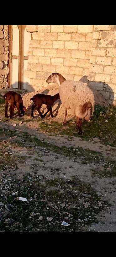 qoyunun disleri: Dişi, Qala, il: 1, 50 kq, Damazlıq, Ünvandan götürmə — 2