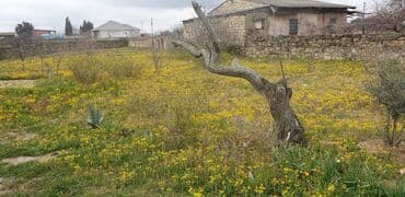 binə qəsəbəsi ats: 34 sot, Tikinti, Mülkiyyətçi, Kupça (Çıxarış) — 3