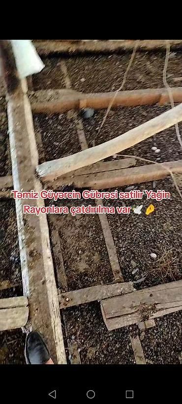 otaq bitkiləri: Məhsul: Təmiz göyərçin gübrəsi Təsvir: - Təbii, qidalı orqanik gübrə — 4