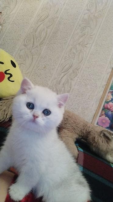Ağ balaca pişik balası – mavi gözlü, tükləri yumşaq və sıx. Üzündə və