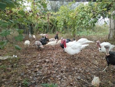 Erkək, Ətlik lalafo.az -da Erkək, Ətlik