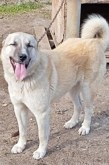 Akvariumlar: 1 il, Erkek — 1