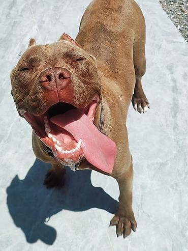 it satislari: Pitbul, 8 ay, Erkek, Ünvandan götürmə — 3