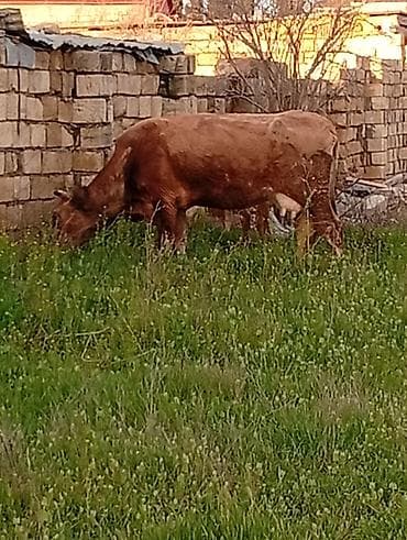 alabay dişi: Salam aleykum qirmizi martin 16 si ci balaya suni mayalanma olunub — 3