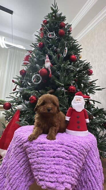 где купить собаку в баку: Пудель, 2 месяца, Самец, С прививками, Самовывоз — 1