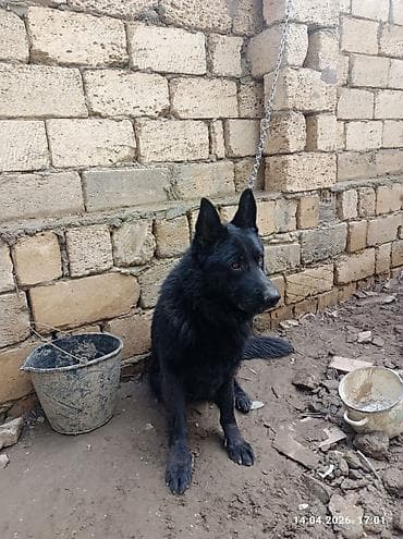 afçarka: Alman çoban iti, 2 il, Erkek — 3