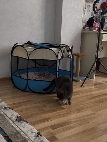 It pisikler ucun setka satilir teze kimidir 1 defe islenib 25 m