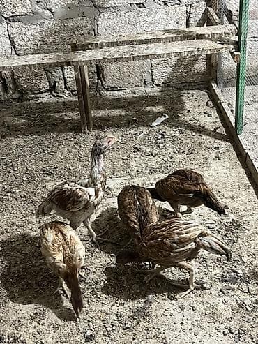 shamo heyrati: Heyratılardır. 5 ədəddir. Real alıcılar yazsin — 3