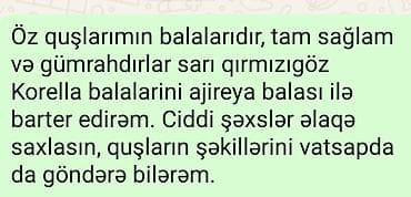 quş: Sarı qırmızıgöz korella (cockatiel) balaları barter olunur. - Öz — 1