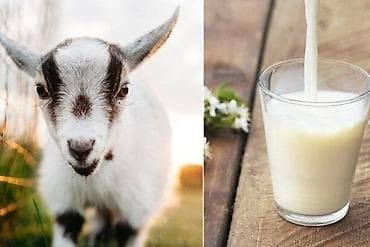 eşşek südü: Təzə keçi südü Məhsul təsviri: - Təmiz yemlə bəslənən keçilərdən — 4