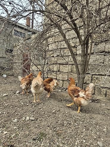 Heyvanlar üçün mallar: Toyuq, Yumurtalıq, Ünvandan götürmə — 9