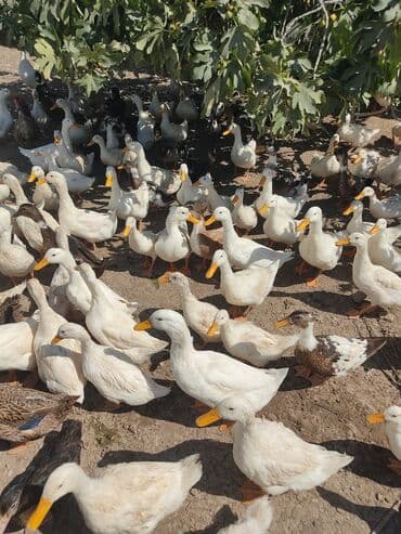 etibarli əllərə verilir: Ferma şəraitində böyüdülmüş sağlam ev ördəkləri. Bu ördəklər həm ət — 1