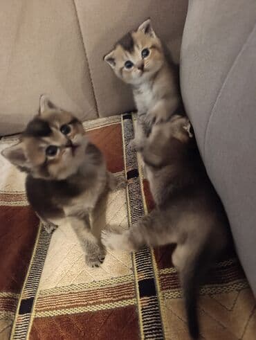 британская шиншилла баку: Шиншилла, Самец, Самка, В добрые руки, Бесплатная доставка — 6