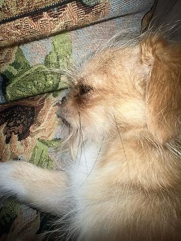 ev heyvan: 3 il, Dişi, Peyvəndli, Ünvandan götürmə — 4