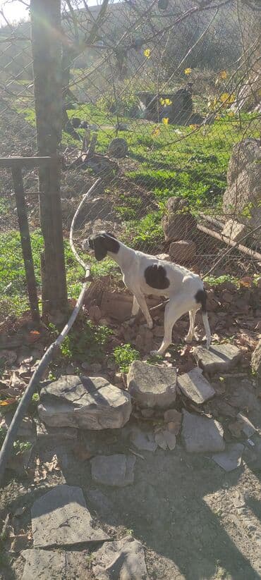 itlerin telimi: 6 ay, Dişi — 2