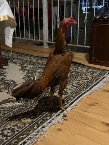 adlar it adlari: Xoruz, il: 1 — 1