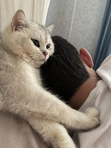 pişik ağ: Şinşilla, Erkək, Yaxşı əllərə, Ünvandan götürmə, Pulsuz çatdırılma — 7