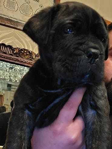 doberman itləri: Kane-Korso, 1 ay, Sənədli, Ünvandan götürmə, Pulsuz çatdırılma, Rayonlara çatdırılma — 1