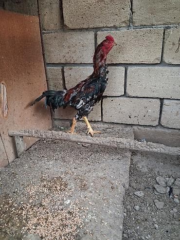 qoyun keci: Salam beçe satilir 9 ayina kecib probu var isteyen elaqe saxlasin — 5