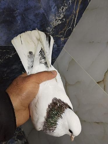 herati fərəsi: Əbrəş boyun maya 
Qiymət sondu
Barter yoxdu
Ünvan Fatmayı — 3