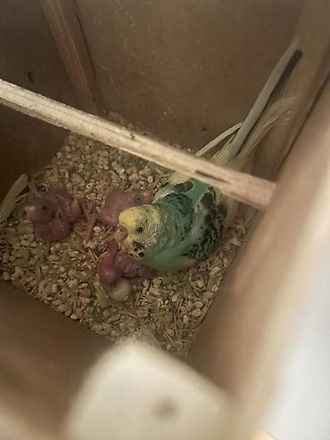 bala kirpi: Valnisti papuqay Hazır altı balalı valnistilər satılır balaya — 2